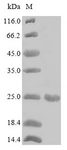 Major pollen allergen Aln g 1 Protein - (Tris-Glycine gel) Discontinuous SDS-PAGE (reduced) with 5% enrichment gel and 15% separation gel.