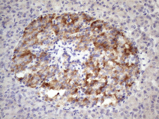 ALOX12 / 12 Lipoxygenase Antibody - Immunohistochemical staining of paraffin-embedded Human pancreas tissue within the normal limits using anti-ALOX12 mouse monoclonal antibody. (Heat-induced epitope retrieval by 1 mM EDTA in 10mM Tris, pH8.5, 120C for 3min. (1:150)