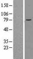 ALOX12B Protein - Western validation with an anti-DDK antibody * L: Control HEK293 lysate R: Over-expression lysate