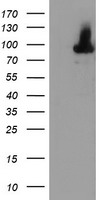 ALOX15 / 15-Lipoxygenase Antibody - HEK293T cells were transfected with the pCMV6-ENTRY control (Left lane) or pCMV6-ENTRY ALOX15 (Right lane) cDNA for 48 hrs and lysed. Equivalent amounts of cell lysates (5 ug per lane) were separated by SDS-PAGE and immunoblotted with anti-ALOX15.
