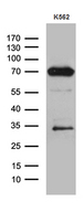 ALOX5 / 5-LOX Antibody - Western blot analysis of extracts. (35ug) from K562 cell line by using anti-ALOX5 monoclonal antibody. (1:500)