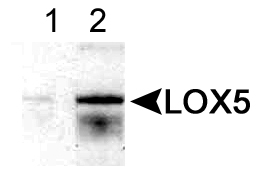 ALOX5 / 5-LOX Antibody - Detection of LOX5 in human peripheral leukocytes using ALOX5 / 5-LOX Antibody at 0.5 (Lane1) and 2.0 ug/ml (Lane 2). This image was taken for the unconjugated form of this product. Other forms have not been tested.