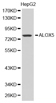 ALOX5 / 5-LOX Antibody - Western blot analysis of extracts of HepG2 cell lines.