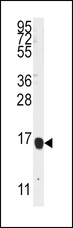 ALOX5AP / FLAP Antibody - Western blot of anti-ALOX5AP Antibody in K562 cell line lysates (35 ug/lane). ALOX5AP(arrow) was detected using the purified antibody.