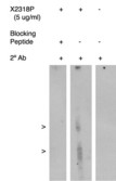 ALOX5AP / FLAP Antibody - Western blot of antigen immunoaffinity purified and FLAP antibody on human kidney cell lysate. Lysate used at 15 ug/lane. Antibody used at 5 ug/ml. Secondary antibody, mouse anti-rabbit HRP, used at 1:75k dilution. Visualized using Pierce West Femto substrate system. Exposure for 5 minutes 