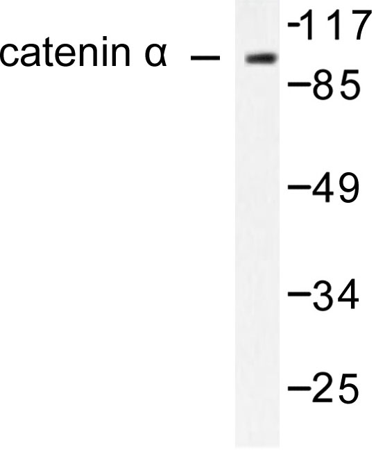 Alpha 1+2 Catenin Antibody - Western blot of Catenin-1/2 (P940) pAb in extracts from HeLa cell.