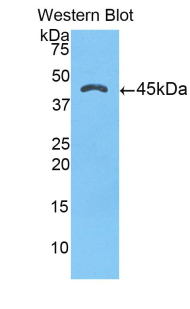 Alpha-1-Antichymotrypsin Antibody - Western blot of recombinant SERPINA3.  This image was taken for the unconjugated form of this product. Other forms have not been tested.
