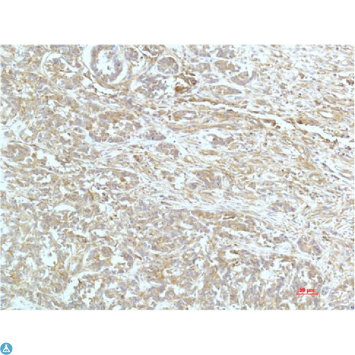 Alpha Actinin Antibody - Immunohistochemistry (IHC) analysis of paraffin-embedded Human Kidney Tissue using a-actinin Mouse Monoclonal Antibody diluted at 1:200.