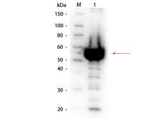 Alpha Amylase Antibody - Western Blot of rabbit anti-Alpha Amylase Antibody Biotin Conjugated. Lane 1: Alpha Amylase solution. Load: 1/200 dilution of Alpha Amylase solution. Primary antibody: Alpha Amylase antibody at 1:1,000 overnight at 4°C. Secondary antibody: HRP Streptavidin secondary antibody at 1:40,000 for 30 min at RT. Block: MB-070 for 30 min at RT. Predicted/Observed size: 55 kDa, 55 kDa for Alpha Amylase. Other band(s): proteins within Alpha Amylase solution.