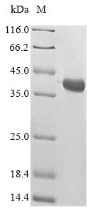 Alpha-bungarotoxin isoform A31 (Bungarus multicinctus) Protein - (Tris-Glycine gel) Discontinuous SDS-PAGE (reduced) with 5% enrichment gel and 15% separation gel.
