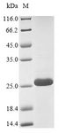 Alpha-conotoxin(Conus vexillum) Protein - (Tris-Glycine gel) Discontinuous SDS-PAGE (reduced) with 5% enrichment gel and 15% separation gel.
