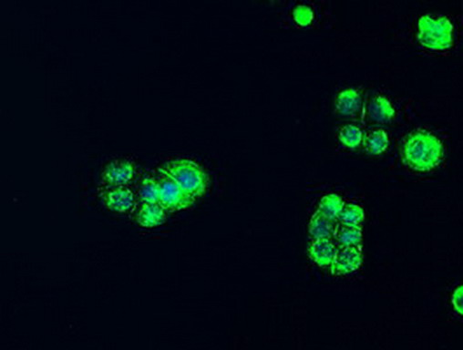 Alpha-Fetoprotein Antibody - Immunofluorescent staining of HT29 cells using anti-AFP mouse monoclonal antibody. (1:100)