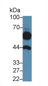 Alpha-Fetoprotein Antibody - Western Blot; Sample: Canine Cerebrum lysate; Primary Ab: 5µg/ml Rabbit Anti-Canine aFP Antibody Second Ab: 0.2µg/mL HRP-Linked Caprine Anti-Rabbit IgG Polyclonal Antibody