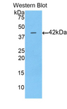Alpha-Fetoprotein Antibody - Western blot of recombinant AFP / Alpha Fetoprotein.