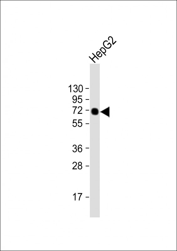 Alpha-Fetoprotein Antibody - Anti-AFP Antibody at 1:500 dilution + HepG2 whole cell lysate Lysates/proteins at 20 µg per lane. Secondary Goat Anti-mouse IgG, (H+L), Peroxidase conjugated at 1/10000 dilution. Predicted band size: 68 kDa Blocking/Dilution buffer: 5% NFDM/TBST.