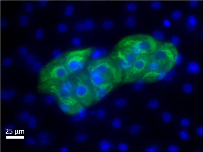 Alpha-Fetoprotein Antibody - Immunofluorescence analysis of alpha-fetoproprotein (AFP) (green) in the endoderm derived from human ES cells. Embryoid bodies (EBs) were generated from the H9 embryonic stem cell line (WiCell Research Institute.) After four days in suspension culture, EBs were plated on Geltrex-coated tissue culture-treated polystyrene plates and continuously cultured for 21 days. EB cultures were then fixed and permeabilized according to the 3-Germ Layer Immunocytochemistry Kit and stained with anti-alpha-fetoprotein at 4°C overnight. Secondary staining was completed using Alexa Fluor 488-conjugated anti-mouse IgG and DAPI for nuclear DNA (blue) for 1 h at room temperature. Stained wells were imaged at 40X.