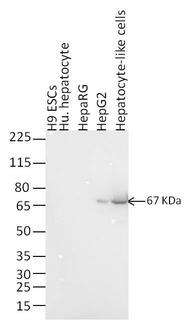 Alpha-Fetoprotein Antibody - Western blot analysis of alpha-fetoprotein was performed by loading 10 µg of whole cell extract from H9 ESCs, primary human hepatocytes, HepaRG cells, HepG2 cells, and H9 ESC-derived hepatocytes-like cells in reducing conditions and 10 ul Spectra Multicolor Broad Range Protein Ladder per well onto a 4-12% Bis-Tris gel. Proteins were transferred to a PVDF membrane, and blocked with 5% non-fat milk in TBST for 1 hour at room temperature. alpha-Fetoprotein was detected at 67 kDa using an alpha-fetoprotein monoclonal antibody at a concentration of 1 µg/mL in 5% non-fat milk in TBST overnight at 4°C on a rocking platform, followed by a goat anti-mouse secondary antibody at a dilution of 1:10,000 for 1 hour at room temperature.