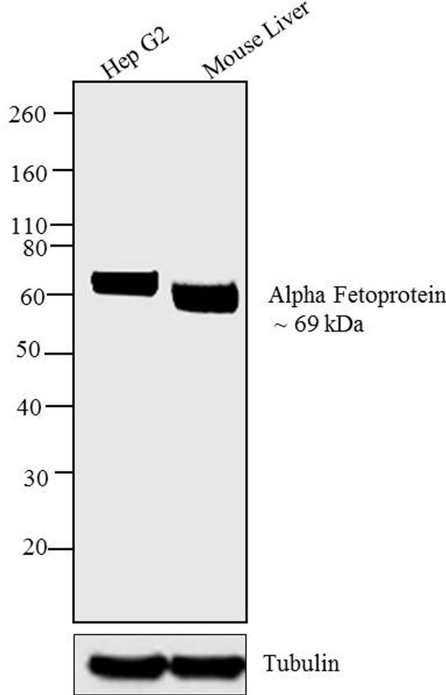 Alpha-Fetoprotein Antibody - Western blot analysis was performed using membrane enriched extracts (30 µg) of Hep G2 (Lane 1) and Mouse Liver (Lane 2).The blots were probed with Anti-Alpha Fetoprotein Mouse Monoclonal Antibody and detected by chemiluminescence using Goat anti-Mouse IgG (H+L) Superclonal Secondary Antibody, HRP conjugate. A ~69 kDa band corresponding to Alpha Fetoprotein was observed across the cell line and tissue tested. Known quantity of protein samples were electrophoresed using 12 % Bis-Tris gel.Resolved proteins were then transferred onto a nitrocellulose membrane. The membrane was probed with the relevant primary and secondary Antibody using iBind Flex Western Starter Kit.