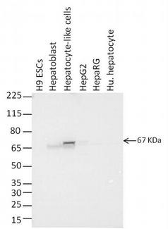 Alpha-Fetoprotein Antibody - Western blot analysis of alpha-fetoprotein was performed by loading 10 µg of whole cell extract from H9 ESCs, H9 ESC-derived hepatoblasts, ESC-derived hepatocyte-like cells, HepG2 cells, HepaRG cells, and primary human hepatocytes in reducing conditions and 10 ul Spectra Multicolor Broad Range Protein Ladder per well onto a 4-12% Bis-Tris gel. Proteins were transferred to a PVDF membrane, and blocked with 5% non-fat milk in TBST for 1 hour at room temperature. alpha-Fetoprotein was detected at 67 kDa using an alpha-fetoprotein monoclonal antibody at a concentration of 1 µg/mL in 5% non-fat milk in TBST overnight at 4°C on a rocking platform, followed by a goat anti-mouse secondary antibody at a dilution of 1:10,000 for 1 hour at room temperature.