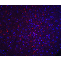 Alpha-Fetoprotein Antibody - Immunofluorescence of AFP in mouse liver tissue with AFP antibody at 20 µg/mL.