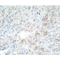 Alpha-Fetoprotein Antibody - Immunohistochemistry of AFP in mouse liver tissue with AFP antibody at 2.5 µg/ml.