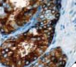 Alpha-Fetoprotein Antibody - IHC of AFP on FFPE Fetal Liver tissue. This image was taken for the unmodified form of this product. Other forms have not been tested.