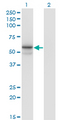 Alpha Fucosidase / FUCA1 Antibody - Western Blot analysis of FUCA1 expression in transfected 293T cell line by FUCA1 monoclonal antibody (M01), clone 1D4.Lane 1: FUCA1 transfected lysate(53.2 KDa).Lane 2: Non-transfected lysate.