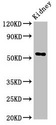 Alpha Fucosidase / FUCA1 Antibody - Positive Western Blot detected in Rat kideny tissue. All lanes: Fuca1 antibody at 3.4 µg/ml Secondary Goat polyclonal to rabbit IgG at 1/50000 dilution. Predicted band size: 53 KDa. Observed band size: 53 KDa