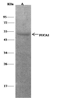 Alpha Fucosidase / FUCA1 Antibody - FUCA1 was immunoprecipitated using: Lane A: 0.5 mg Hela Whole Cell Lysate. 1 uL anti-FUCA1 rabbit polyclonal antibody and 15 ul of 50% Protein G agarose. Primary antibody: Anti-FUCA1 rabbit polyclonal antibody, at 1:500 dilution. Secondary antibody: Clean-Blot IP Detection Reagent (HRP) at 1:500 dilution. Developed using the DAB staining technique. Performed under reducing conditions. Predicted band size: 54 kDa. Observed band size: 54 kDa.