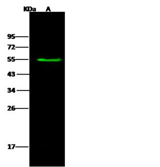 Alpha Fucosidase / FUCA1 Antibody - Anti-FUCA1 rabbit polyclonal antibody at 1:500 dilution. Lane A: K562 Whole Cell Lysate. Lysates/proteins at 30 ug per lane. Secondary: Goat Anti-Rabbit IgG H&L (Dylight 800) at 1/10000 dilution. Developed using the Odyssey technique. Performed under reducing conditions. Predicted band size: 54 kDa. Observed band size: 54 kDa.