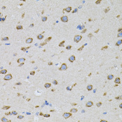 Alpha SNAP Antibody - Immunohistochemistry of paraffin-embedded mouse brain tissue.