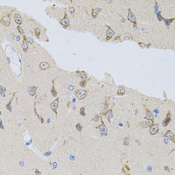 Alpha SNAP Antibody - Immunohistochemistry of paraffin-embedded rat brain tissue.