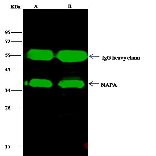 Alpha SNAP Antibody - NAPA was immunoprecipitated using: Lane A: 0.5 mg Hela Whole Cell Lysate. Lane B: 0.5 mg HepG2 Whole Cell Lysate. 4 uL anti-NAPA rabbit polyclonal antibody and 15 ul of 50% Protein G agarose. Primary antibody: Anti-NAPA rabbit polyclonal antibody, at 1:100 dilution. Secondary antibody: Dylight 800-labeled antibody to rabbit IgG (H+L), at 1:5000 dilution. Developed using the odssey technique. Performed under reducing conditions. Predicted band size: 33 kDa. Observed band size: 36 kDa.