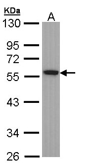 Alpha Tubulin Antibody - Sample (30 ug of whole cell lysate). A: Hela. 10% SDS PAGE. Alpha Tubulin antibody diluted at 1:1000.