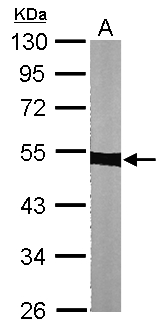 Alpha Tubulin Antibody - Sample (30 ug of whole cell lysate). A: NIH-3T3. 10% SDS PAGE. Alpha Tubulin antibody diluted at 1:1000.