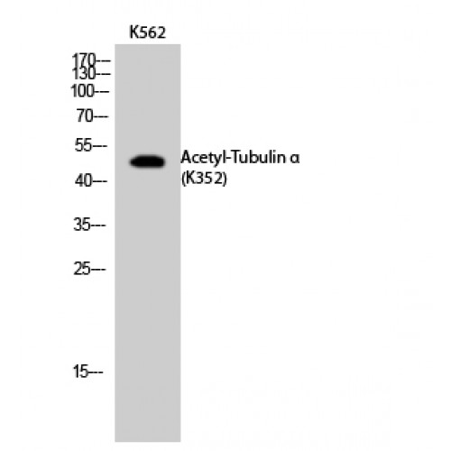Alpha Tubulin Antibody - Western blot of Acetyl-Tubulin alpha (K352) antibody
