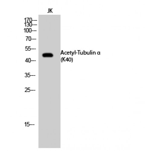 Alpha Tubulin Antibody - Western blot of Acetyl-Tubulin alpha (K40) antibody