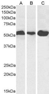 Alpha Tubulin Antibody - IF staining of HeLa cells.