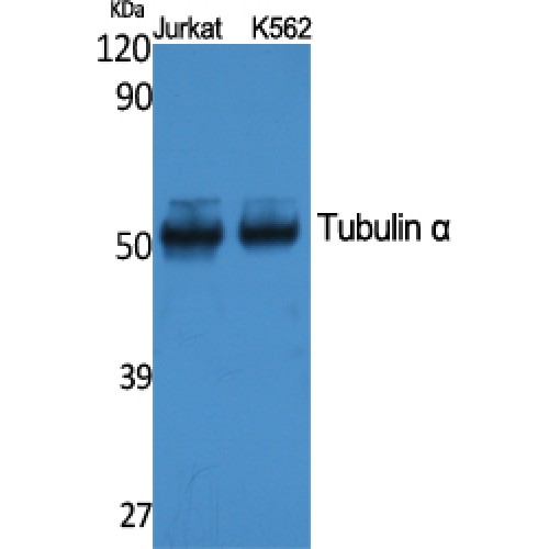 Alpha Tubulin Antibody - Western blot of Tubulin alpha antibody