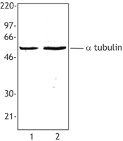 Alpha Tubulin Antibody - Hela cell extract (Lane 1) or NIH3T3 cell extract (Lane 2) was resolved by electrophoresis, transferred to nitrocellulose and probed with monoclonal anti-a-tubulin (Clone 10D8) antibody. Proteins were visualized using a goat anti-mouse secondary conjugate