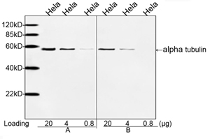 Alpha Tubulin Antibody - Comparison of alpha Tubulin Antibody, mAb, Mouse with Mouse Anti-alpha Tubulin mAb (Competitor A) by Western blot. A: THETM alpha Tubulin Antibody, mAb, Mouse (1 ug/ml). B: Mouse Anti-alpha Tubulin Monoclonal Antibody (Clone: DM1A, 1 ug/ml). The signal was developed with IRDye 800 Conjugated affinity Purified Goat Anti-Mouse IgG. Predicted Size: 50 kD. Observed Size: 50 kD.