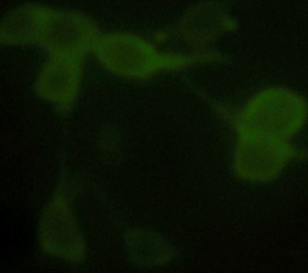 Alpha Tubulin Antibody - Immunofluorescence analysis of 293 cells. Primary antibody: 1 ug/ml THETM Anti-alpha tubulin Monoclonal Antibody (Mouse). Secondary antibody: Fluorescein Conjugated Affinity Purified Anti-Mouse IgG (H&L) (Goat) (Rockland, 1: 1000, 610-102-121).