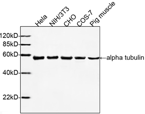 Alpha Tubulin Antibody - Western blot of cell and tissue lysates using THETM alpha Tubulin Antibody, mAb, Mouse (1 ug/ml). The signal was developed with IRDye 800 Conjugated affinity Purified Goat Anti-Mouse IgG. Predicted Size: 50 kD. Observed Size: 50 kD.