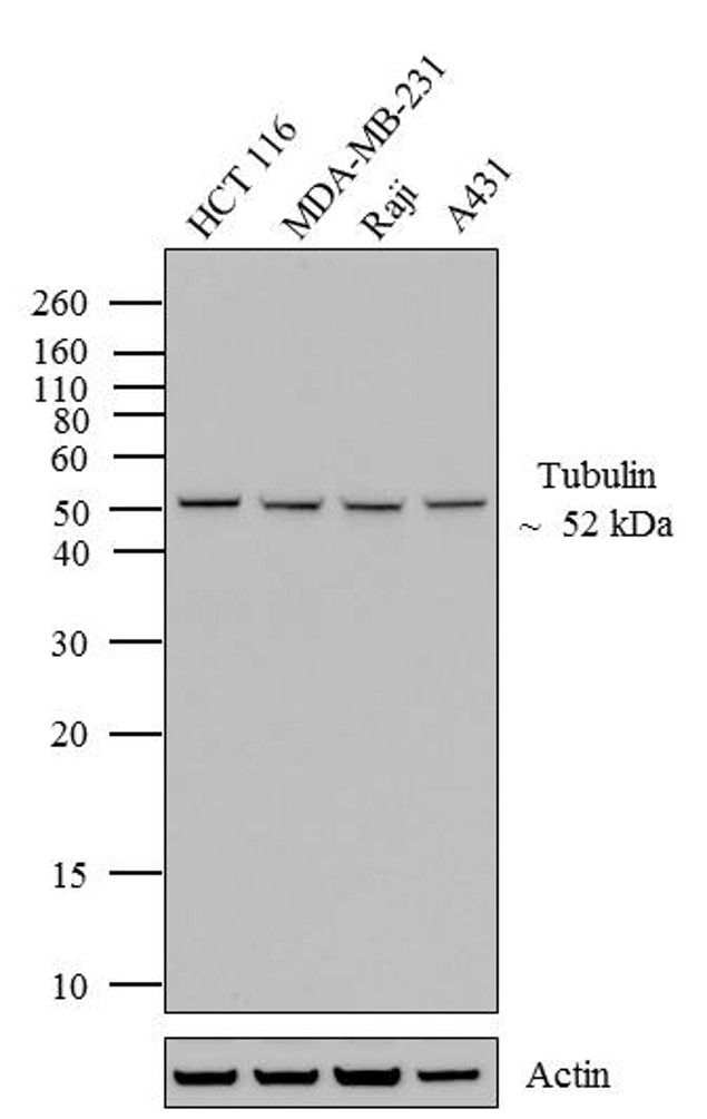 Alpha Tubulin Antibody - Western blot analysis of alpha-Tubulin was performed by loading 20 µg of HCT 116 (lane1), MDA-MB-231 (lane2), Raji (lane3) and A431 (lane4) cell lysate using  12 % Bis-Tris gel. Proteins were transferred to a nitrocellulose membrane and blocked with 5% skim milk at 4°C overnight. alpha-Tubulin was detected at ~ 52 kDa using alpha-Tubulin Biotin Conjugated Mouse Monoclonal Antibody at 1:3000 dilution in 5% skim milk for 3 hour at room temperature on a rocking platform. Streptavidin - HRP at 1:2000 dilution was used .