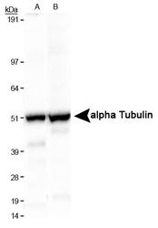 Alpha Tubulin Antibody - alpha Tubulin Antibody (DM1A) - Western blot of alpha Tubulin expression in A) HeLa and B) NIH-3T3 whole cell lysates. Antibody was used at a dilution of 1/5000.  This image was taken for the unconjugated form of this product. Other forms have not been tested.