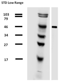 Alpha Tubulin Antibody - Western blotting analysis of alpha-tubulin in porcine brain lysate by antibody TU-01 biotin.