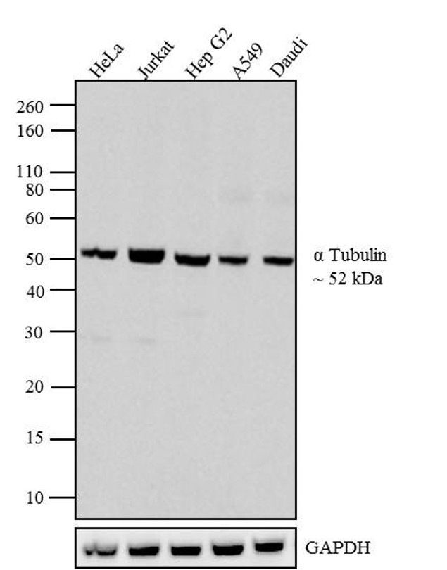 Alpha Tubulin Antibody - alpha Tubulin Antibody in Western Blot (WB)