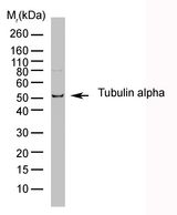 Alpha Tubulin Antibody - HeLa whole cell lysate probed with Rat anti-Tubulin Alpha:HRP This image was taken for the unconjugated form of this product. Other forms have not been tested.