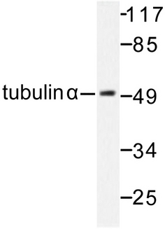 Alpha Tubulin Antibody - Western blot of Tubulin (G436) pAb in extracts from 293 cells.