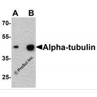 Alpha Tubulin Antibody - Western blot analysis of alpha-tubulin in human brain tissue lysate with alpha-tubulin antibody at (A) 0.25 and (B) 0.5 µg/ml.
